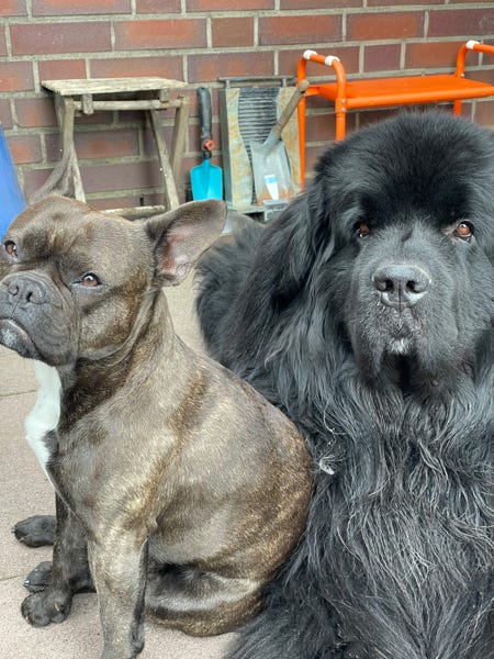 Kostenloses Stock Foto zu angriff, anmut, anspruchsvoll